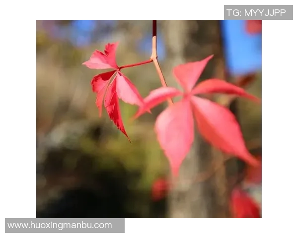 足球明星小狐狸的精彩瞬间与迷人风采尽在这里，快来欣赏他的独特魅力与球场表现